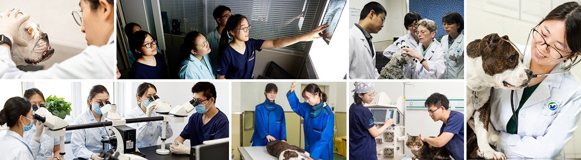 中国农业大学教学动物医院