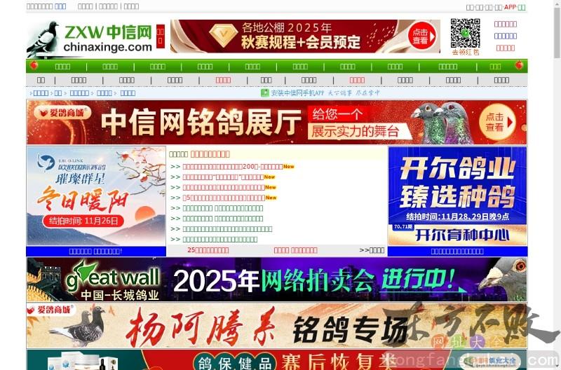 中国信鸽信息网